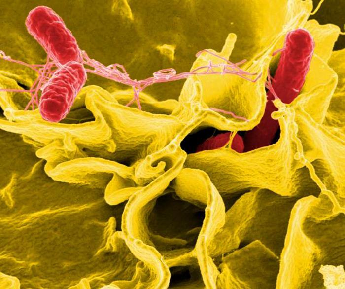This scanning electron micrograph image shows red-colored Salmonella sp. Bacteria in the process of invading a mustard-colored, ruffled immune cell. (National Institute of Allergy and Infectious Diseases (NIAID))