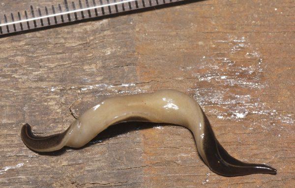 A March 26, 2014 photo of the New Guinea flatworm. (Pierre Gros [CC BY 4.0 (https://creativecommons.org/licenses/by/4.0)], via Wikimedia Commons)