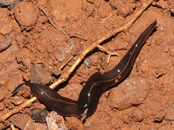 Undated photo of the New Guinea flatworm (platydemus manokwari) taken at the Ogasawara Islands, Japan. The creature’s head is on the right. (Shinji Sugiura [CC BY 4.0 (https://creativecommons.org/licenses/by/4.0)], via Wikimedia Commons)