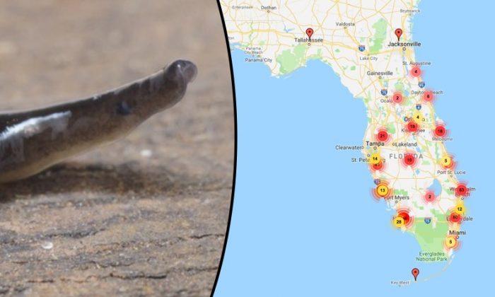 Warning of ‘Mouth On Its Belly’ Worm Infestation in Florida