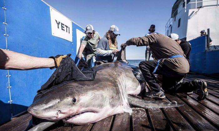 Celebrity Shark Arrives in Newfoundland
