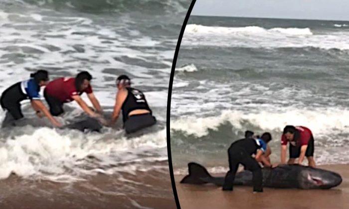 Rescuers Try to Save Baby Sperm Whale Stranded on Florida Beach