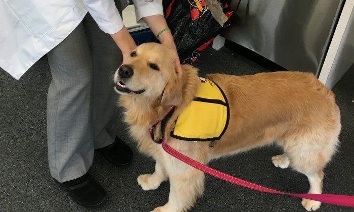 Therapy Dogs Can Spread Superbugs to Kids, Hospital Finds
