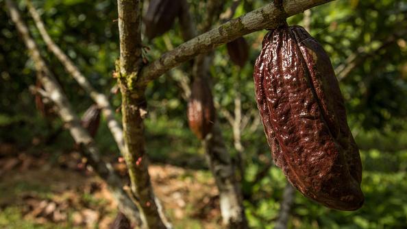 Ecuadorean Discovery Pushes Back the Origins of Chocolate
