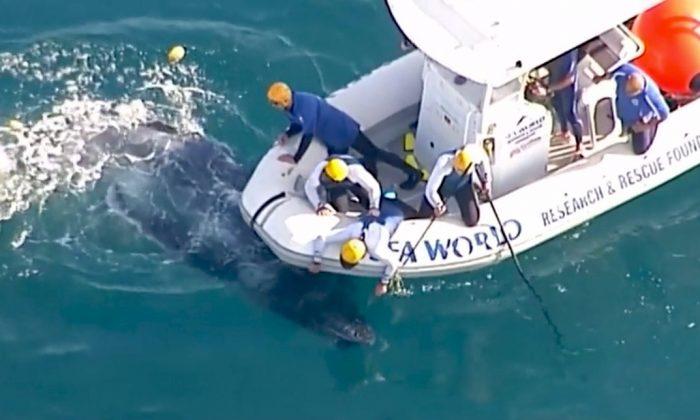 Whale Calf Rescued From Shark Nets Off the Coast of Australia