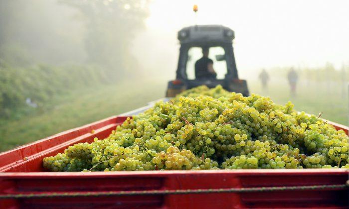 Bumper Harvest Gives English Winemakers Extra Fizz