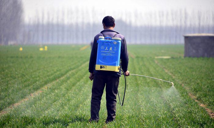 A Chinese farmer sprays pesticide in a wheat field in Chiping County in Liaocheng, Shandong Province, China, in March. (STR/AFP/Getty Images)