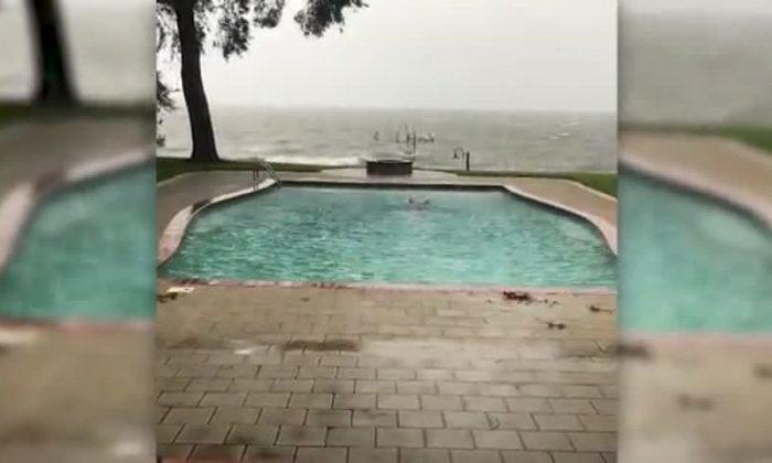 Video: Florida Man Takes a Swim in Pool Before Hurricane Michael