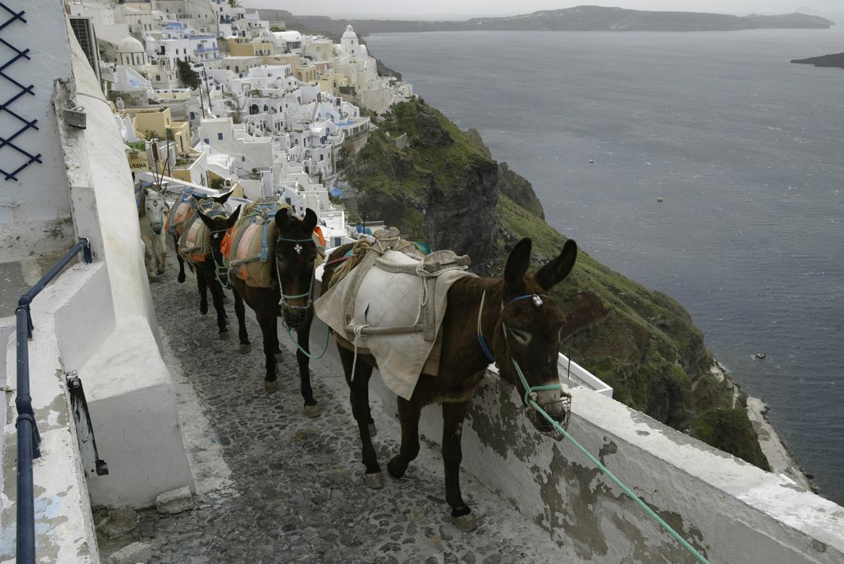 Donkeys on the Greek island of Santorini, March 27, 2004. (Todd Warshaw/Getty Images)