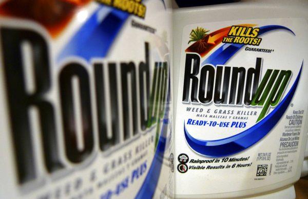 In this June 28, 2011, file photo, bottles of Roundup herbicide are displayed on a store shelf in St. Louis.  (AP Photo/Jeff Roberson, File)