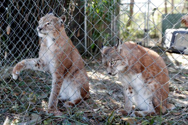 Siberian lynx sit in their cage in the aftermath of Hurricane Michael at the Bear Creek Feline Center in Panama City, Flo., U.S., Oct. 12, 2018. (Terray Sylvester/Reuters)
