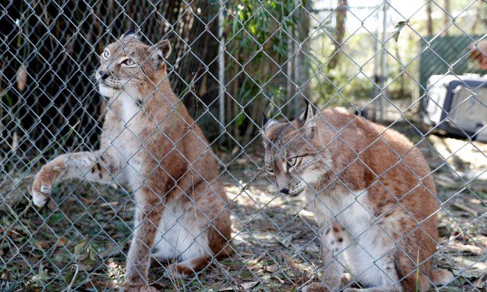Florida Wild Cat Sanctuary Caught in Hurricane’s Path