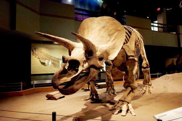 The majestic triceratops on display in the Dinosaur Hall at the Royal Tyrrell Museum of Palaeontology. (Zak Tang)