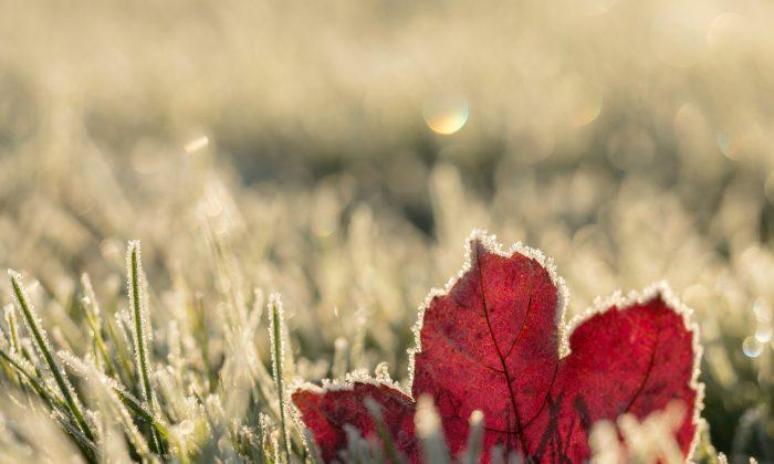 Let Nature Push You to Grow Before the First Frost Arrives