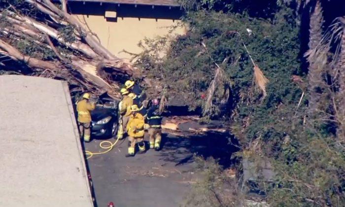 California Woman Dies After Her Car Was Hit by a Falling Tree