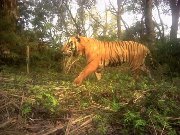 A Royal Bengal tiger captured on a camera trap on Jan. 2, 2018, at Shuklaphata National Park in Nepal. (DNPWC/WWF Nepal)