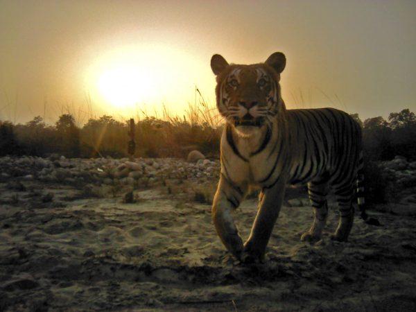 A Royal Bengal tiger captured on camera Jan. 10, 2018, at Banke National Park in Nepal. (DNPWC/WWF Nepal)