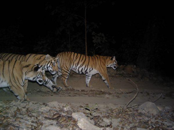 Three Royal Bengal tigers captured on camera Dec. 31, 2017, at Bardiya National Park in Nepal. (DNPWC/WWF Nepal)