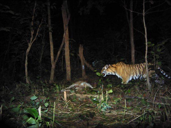 A Royal Bengal tiger with prey, captured on camera Dec. 4, 2017, at Parsa National Park in Nepal. (DNPWC/WWF Nepal)
