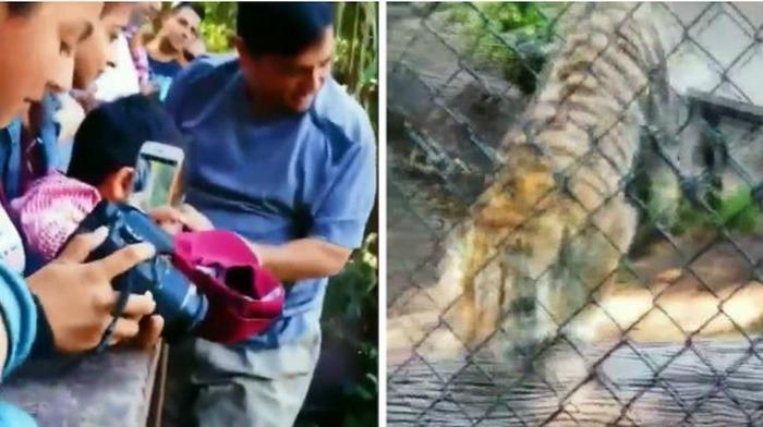Video: Man Climbs Over Tiger Barrier at Oakland Zoo, Officials Release Warning