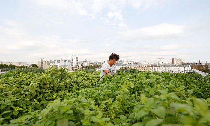 Paris Leads the Way in France’s Growing Urban Farming Industry