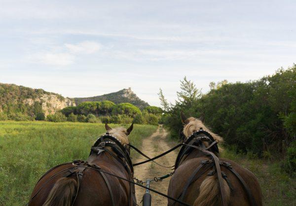 A horse-drawn carriage ride through the scenic Maremma Park. (Crystal Shi/The Epoch Times)