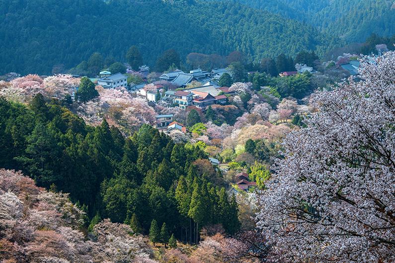 Cherry blossoms bloom on hillsides near Mount Yoshino in Yoshino, Japan, on April 3, 2018. (Carl Court/Getty Images)