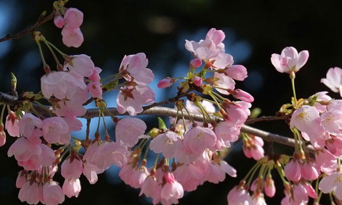 Japan’s Cherry Blossoms Burst Forth Months Too Early
