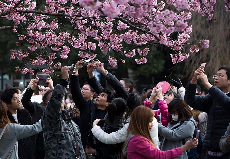 A cherry tree in bloom in Tokyo, Japan on April 2, 2017. (Tomohiro Ohsumi/Getty Images)