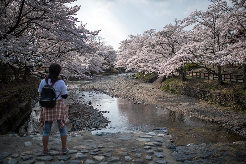 A woman looks at cherry blossom trees in Kameoka Yawaraginomichi Sakura Park in Kameoka, Japan, on April 2, 2018. (Carl Court/Getty Images)
