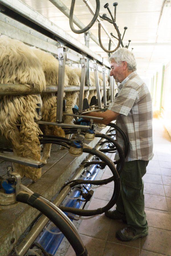 At his farm in Manciano, Lorenzo Villani milks his 400 sheep twice a day, everyday. (Crystal Shi/The Epoch Times)