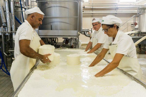 Workers use their hands—and their experience-honed sense of touch—to delicately separate solid curds from whey. (Crystal Shi/The Epoch Times)