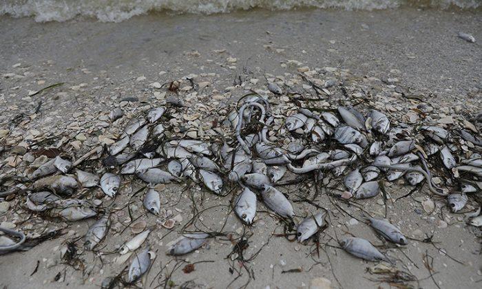 Red Tide Spreads Up Florida’s Coast After Hurricane Michael