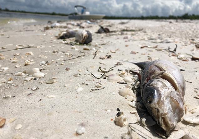 Bob Wasno, a marine biologist with the Florida Gulf Coast University, docks his boat on a beach in Bonita Springs, Fla., on Aug. 14, 2018, where hundreds of dead fish washed up killed by red tide. (Gianrigo Marletta/AFP/Getty Images)
