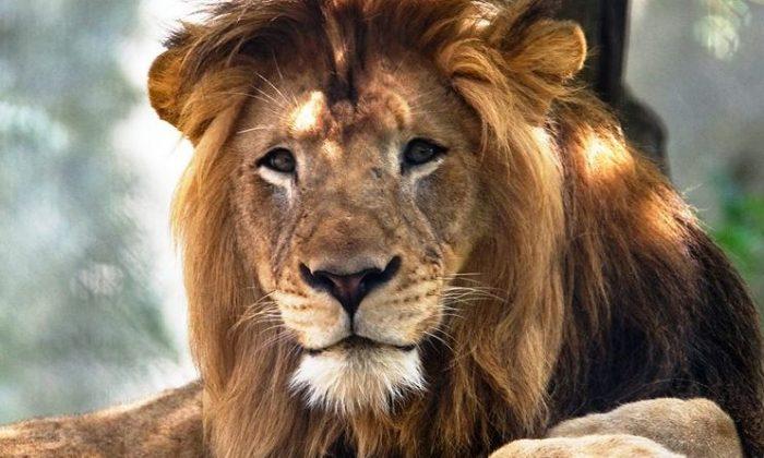 Female Lion Kills Male Lion in Indiana Zoo: Reports