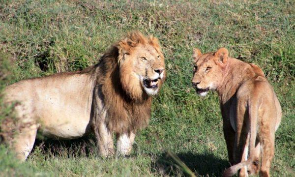 Lions in Kenya's Tanzania's Serengeti region on March 6, 2016. (Charmaine Noronha via AP)
