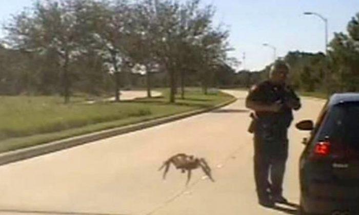 Video: ‘Giant’ Spider Crawls Toward Texas Officer During Traffic Stop
