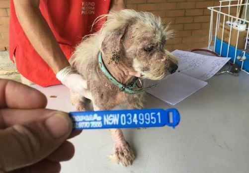 Inverell Man Escapes Jail for Cruelty to Puppies