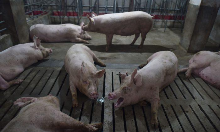 African Swine Fever Found in Southwestern China, Confirming Spread Throughout Country