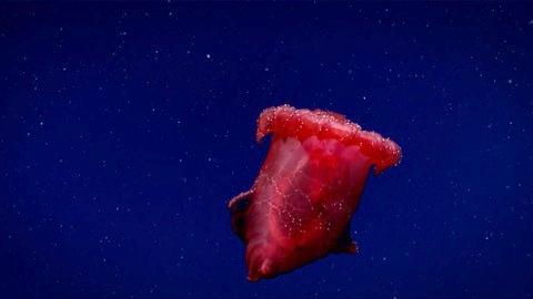 The swimming sea cucumber, also known as the "headless chicken monster." (Australian Antarctic Division)