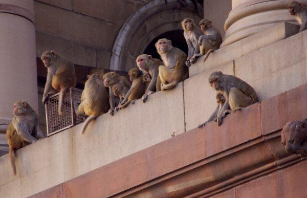 Rhesus macaque monkeys squatting on a facade of the Defense Ministry building in the capital New Delhi on Oct. 18, 2004. (Christophe Archambault/AFP/Getty Images)