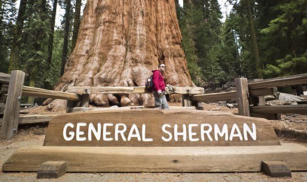 A tourist poses for a photo next to the General Sherman Giant Sequoia at Sequoia National Park in California on March 9, 2014. (Mladen Antonov/AFP/Getty Images)