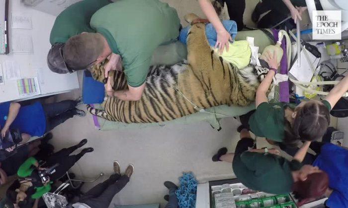 Rare Sumatran Tiger Gets First Health Check in Years in New Video Footage
