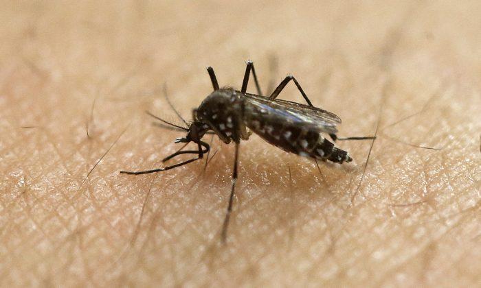 New Zika Warning Issued After Cases Seen in Mexico Near Arizona Border