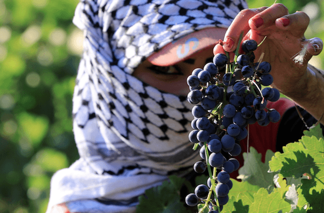 Lebanon Wines Bring Villages Back to Life and Emigrants Home