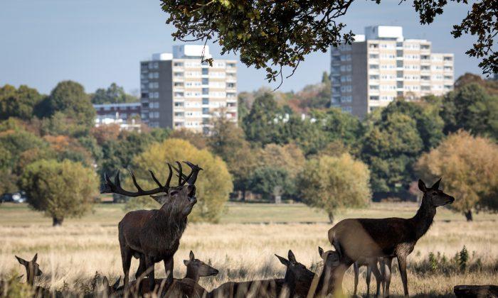 Young Girl Gored By Stag in London Park, Taken to Hospital