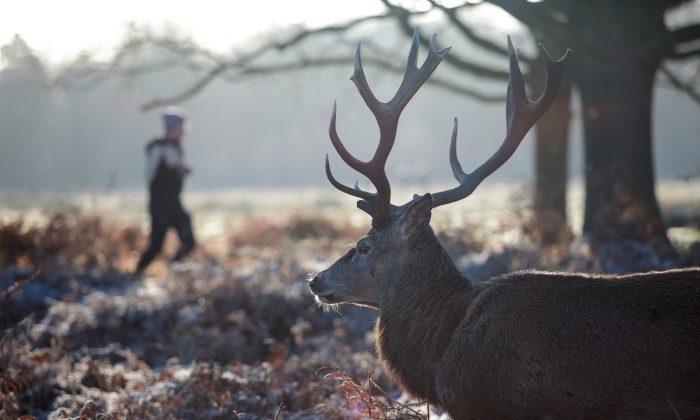 ‘Two-Headed’ Deer Shot, Killed in Kentucky