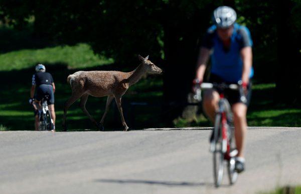 A deer crosses a road as a cyclists ride their bicycles in the sunshine in Richmond Park, London, on May 7, 2018. (Adrian Dennis/AFP/Getty Images)
