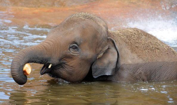 Two Baby Elephants Found Dead at Zoo: ‘They Will be Missed’