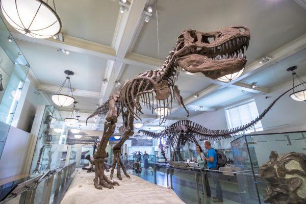 Model of a dinosaur fossil at the American Museum of Natural History. (Shutterstock)